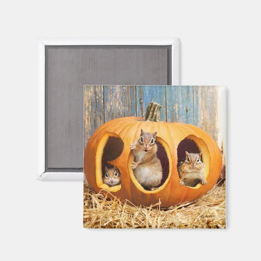 Chipmunks Inside Boo Jack-o-Lantern Magnet (Vorderseite/Rückseite)