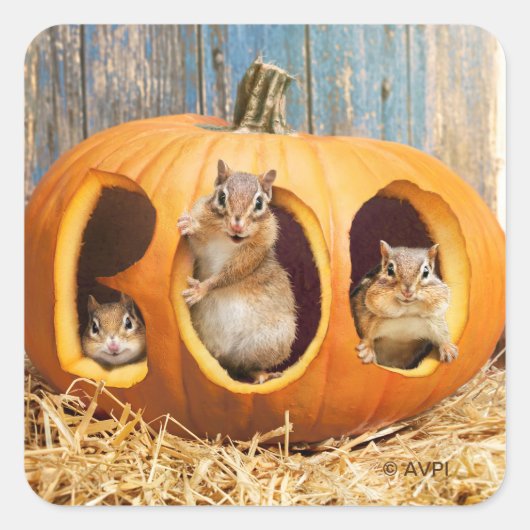 Chipmunks Inside Boo Jack-o-Lantern Quadratischer Aufkleber (Vorderseite)