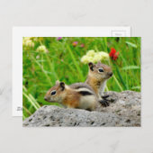 Chipmunks und Wildblumen Postkarte (Vorne/Hinten)