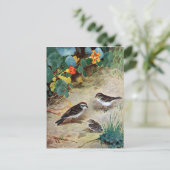 Chipping Sparrow Family and Nasturtiums Postkarte (Stehend Vorderseite)