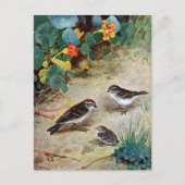 Chipping Sparrow Family and Nasturtiums Postkarte (Vorderseite)