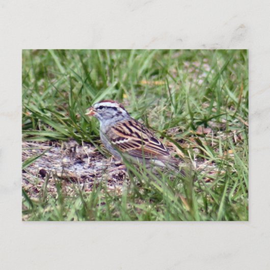 Chipping Sparrow Foto Postcard Postkarte (Vorderseite)