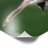 Chipping Sparrow Fotodruck (Ecke)