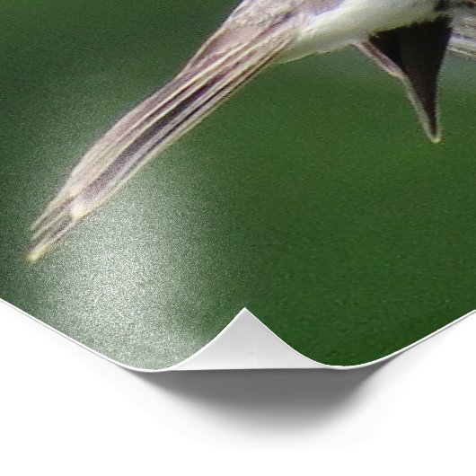 Chipping Sparrow Fotodruck (Ecke)