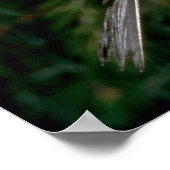 Chipping Sparrow füttre jung Poster (Ecke)