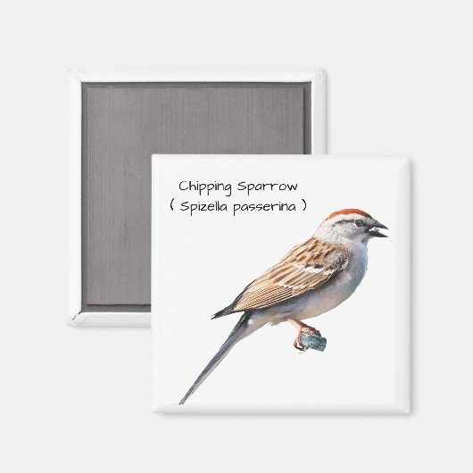 Chipping Sparrow Magnet (Vorderseite/Rückseite)
