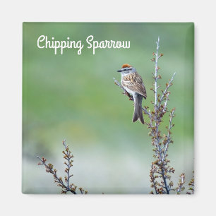Chipping Sparrow Magnet