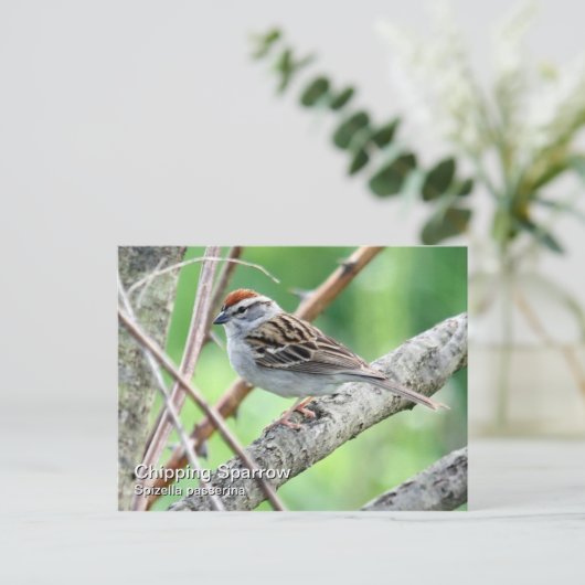 Chipping Sparrow Postcard Postkarte (Stehend Vorderseite)