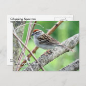 Chipping Sparrow Postcard Postkarte (Vorne/Hinten)