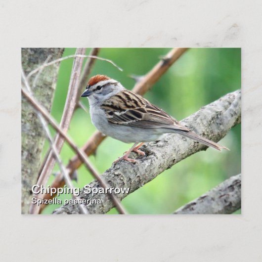 Chipping Sparrow Postcard Postkarte (Vorderseite)