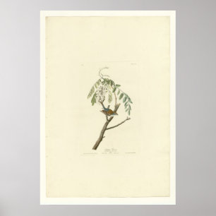 Chipping Sparrow Poster