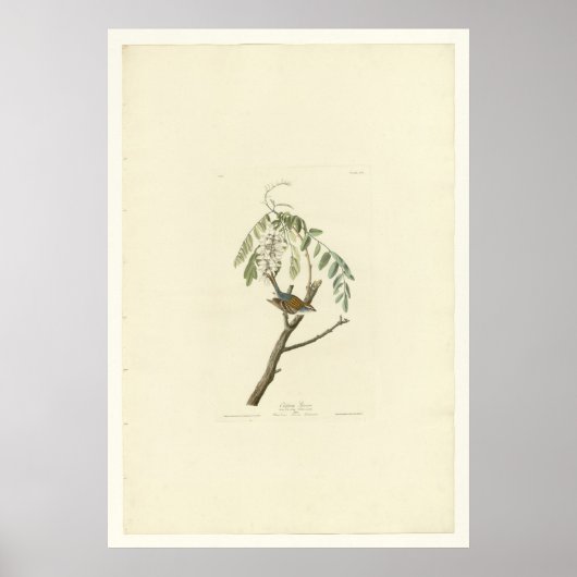 Chipping Sparrow Poster (Vorne)