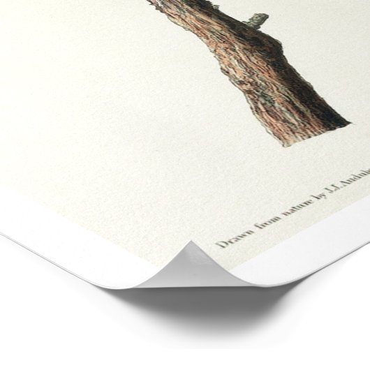 Chipping Sparrow Poster (Ecke)