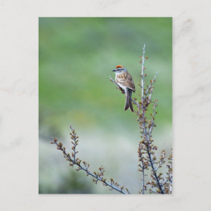Chipping Sparrow Postkarte