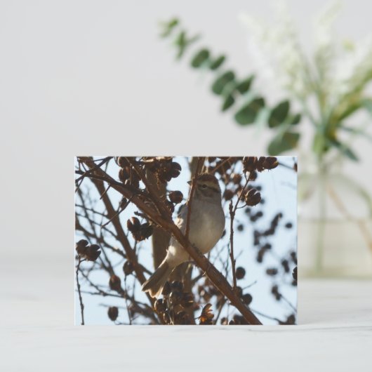 Chipping Sparrow Postkarte (Stehend Vorderseite)