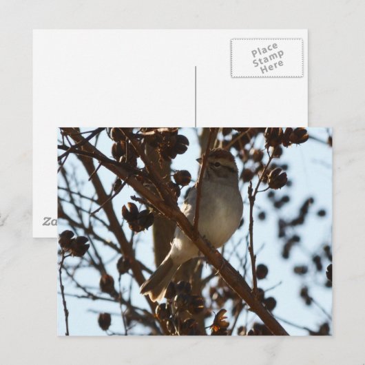 Chipping Sparrow Postkarte (Vorne/Hinten)