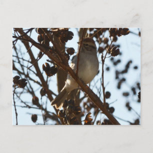 Chipping Sparrow Postkarte