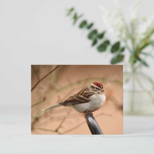 Chipping Sparrow Postkarte (Stehend Vorderseite)