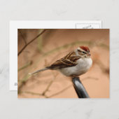 Chipping Sparrow Postkarte (Vorne/Hinten)
