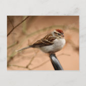 Chipping Sparrow Postkarte (Vorderseite)