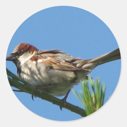 Chipping Sparrow Runder Aufkleber (Vorderseite)