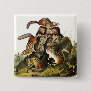 Chipping Squirrel ( Eastern Chipmunk ) von Audubon Button