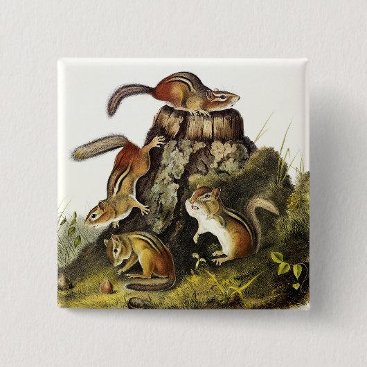 Chipping Squirrel ( Eastern Chipmunk ) von Audubon Button (Vorderseite)