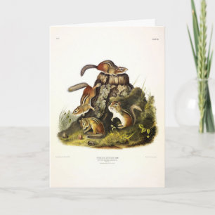 Chipping Squirrel ( Eastern Chipmunk ) von Audubon Karte