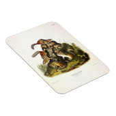 Chipping Squirrel ( Eastern Chipmunk ) von Audubon Magnet (Rechte Seite)
