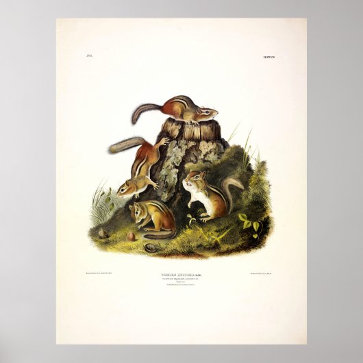 Chipping Squirrel ( Eastern Chipmunk ) von Audubon Poster (Vorne)