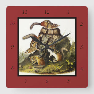 Chipping Squirrel ( Eastern Chipmunk ) von Audubon Quadratische Wanduhr