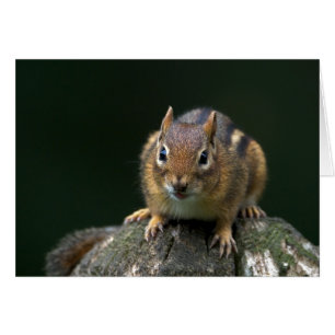 Chippy der Chipmunk