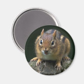 Chippy-Magnet Magnet (Vorderseite/Rückseite)