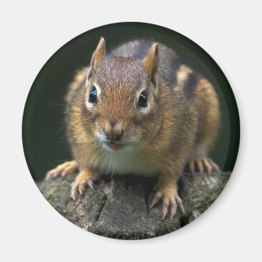 Chippy-Magnet Magnet (Vorne)