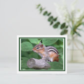 Chippy Postkarte (Stehend Vorderseite)