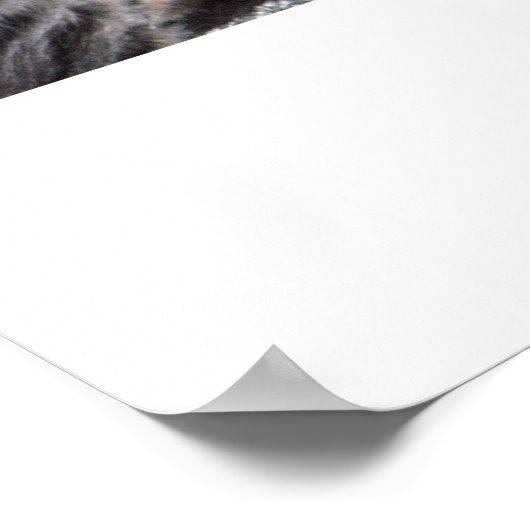 "Chiro-Cat" Poster (Ecke)