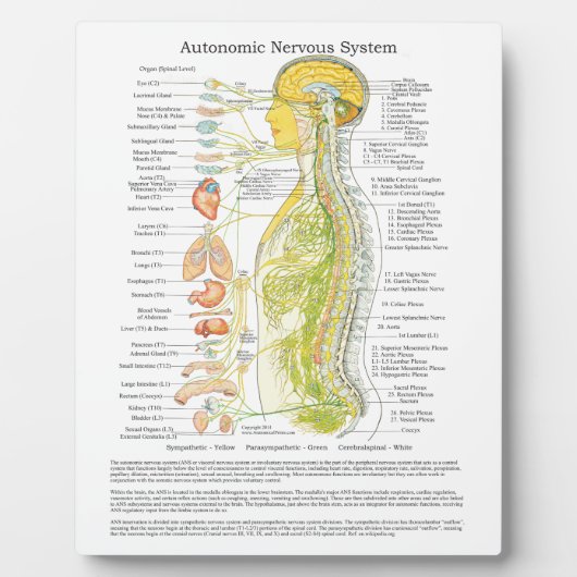 Chiropractic Autonomic Nereuch System Easel Fotoplatte (Vorderseite)