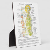 Chiropractic Autonomic Nereuch System Easel Fotoplatte (Seite)
