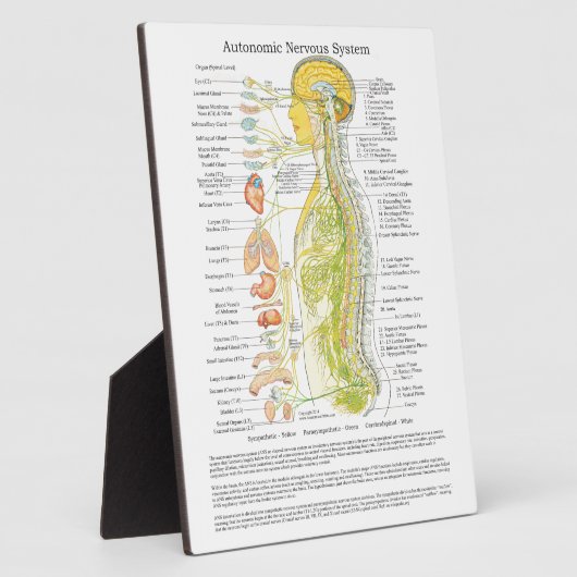 Chiropractic Autonomic Nereuch System Easel Fotoplatte (Seite)