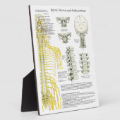 Chiropractic Spinal Nerves Subluxations Easel Fotoplatte (Seite)