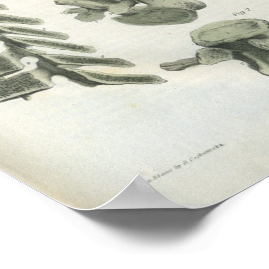 Chiropraktik und Lumbar Vertebrae Poster (Ecke)