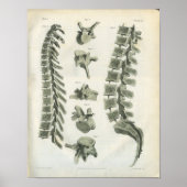 Chiropraktik und Lumbar Vertebrae Poster (Vorne)