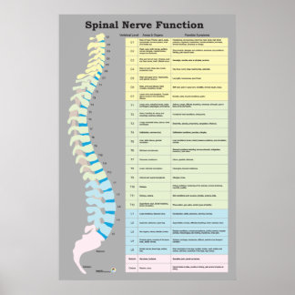 Chiropraktikum-Poster für die Funktion der Wirbels Poster