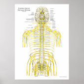 Chiropraktische Anatomie-Poster Poster (Vorne)