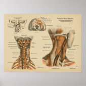 Chiropraktische Massagediagramm der Nackenspine Poster (Vorne)