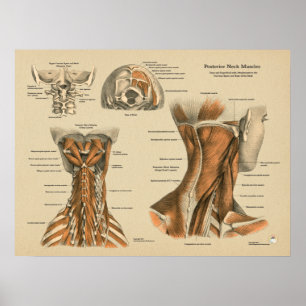 Chiropraktische Massagediagramm der Nackenspine Poster