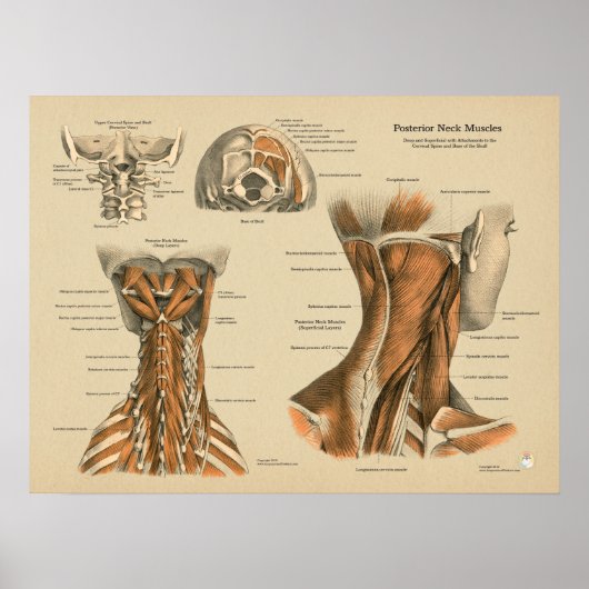 Chiropraktische Massagediagramm der Nackenspine Poster (Vorne)