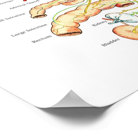 Chiropraktische Subluxation Spinal Nerves ANS Char Poster (Ecke)