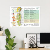 Chiropraktische Subluxation Spinal Nerves ANS Char Poster (Heimbüro)