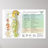 Chiropraktische Subluxation Spinal Nerves ANS Char Poster (Vorne)